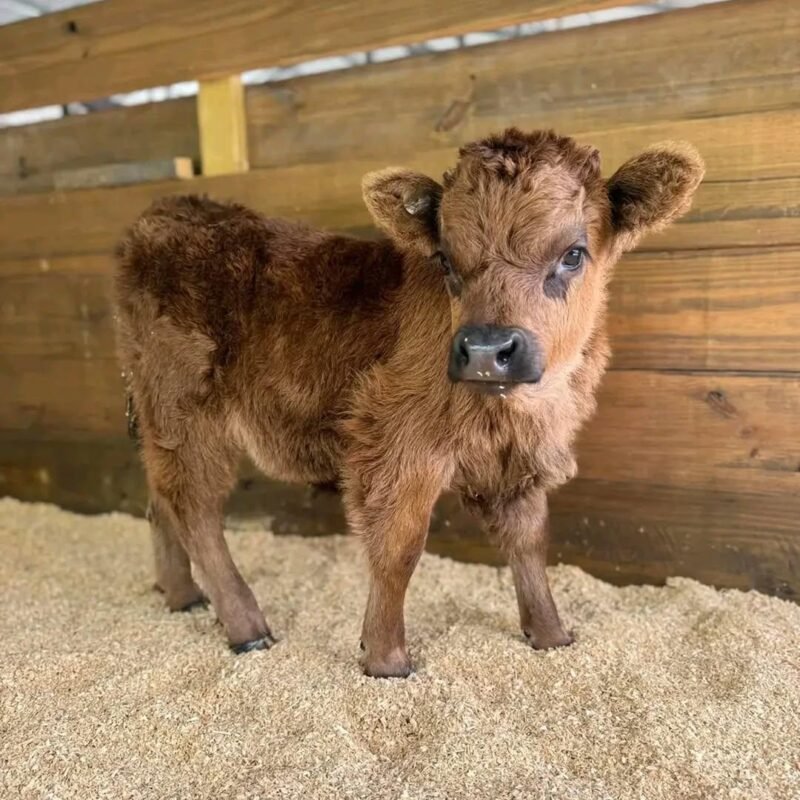 Cocoa Mini Highland Heifer