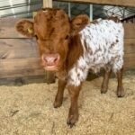 Rusty Mini Highland Bull