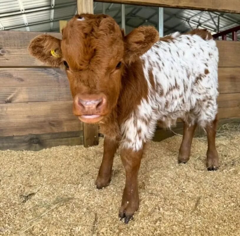 Rusty Mini Highland Bull