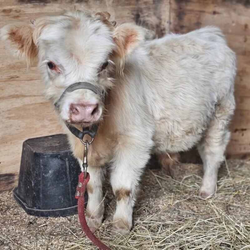 Pearl Mini Highland Heifer