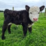 Teddy Mini Highland Bull Calf