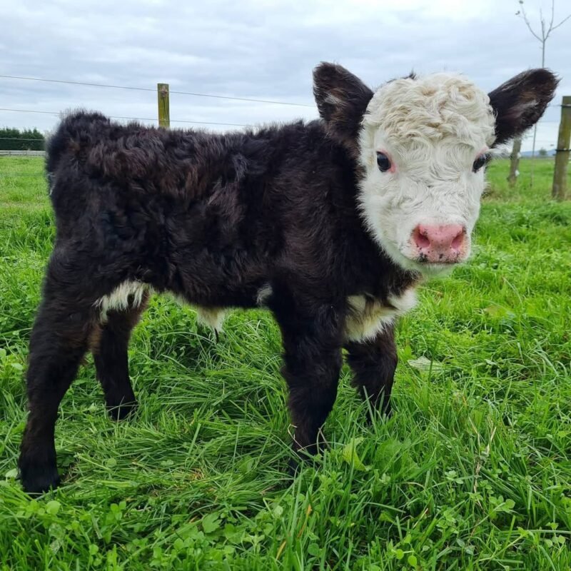 Teddy Mini Highland Bull Calf