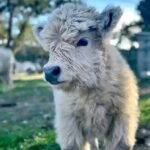 Marigold Mini Highland Heifer