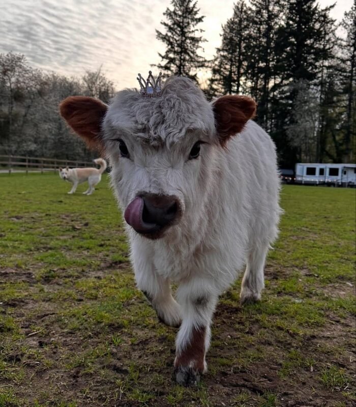 Blossom Mini Highland Heifer
