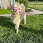 Frosty Mini Highland Bull