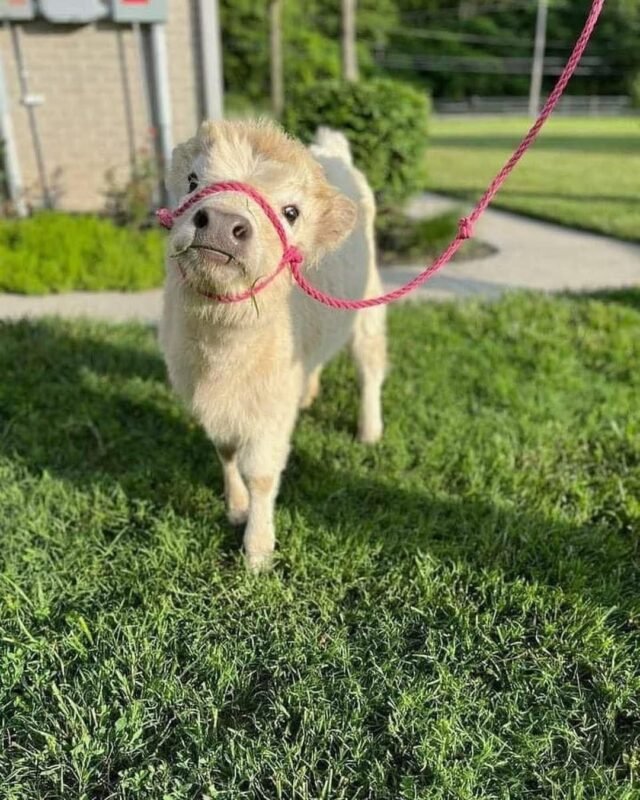 Frosty Mini Highland Bull