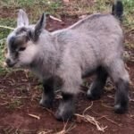 Pygmy Buckling "Tom"