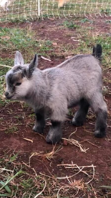Pygmy Buckling "Tom"