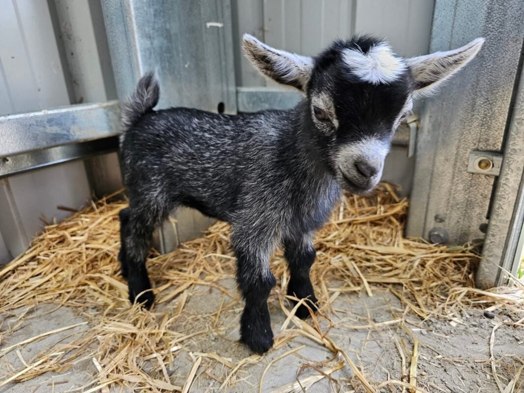 Pygmy Buckling "Zack"