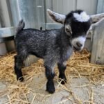 Pygmy Buckling "Zack"