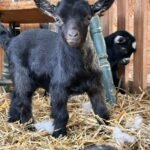 Pygmy Buckling "Jerry"