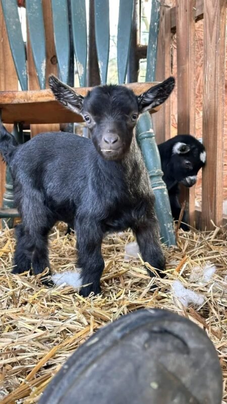 Pygmy Buckling "Jerry"