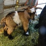 Pygmy Buckling "Cody"