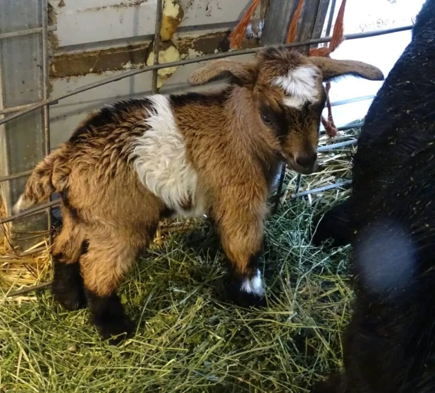 Pygmy Buckling "Cody"